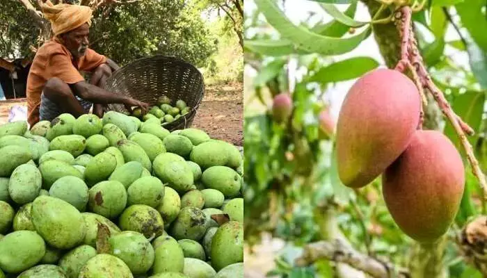 కేజీ మామిడికి రూ.8 ఇవ్వాల్సిందే