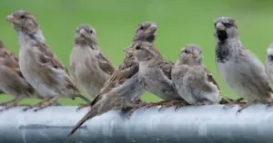 పక్షులపై ఆ ఊరి ప్రజలకు ఎంత ప్రేమో