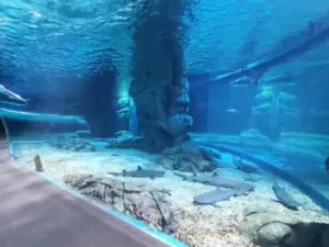 హైదరాబాద్‌లోని బీచ్ ను చూసే అనుభూతి