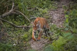 పెద్దపులి దాడిలో ఇద్దరు మృతి