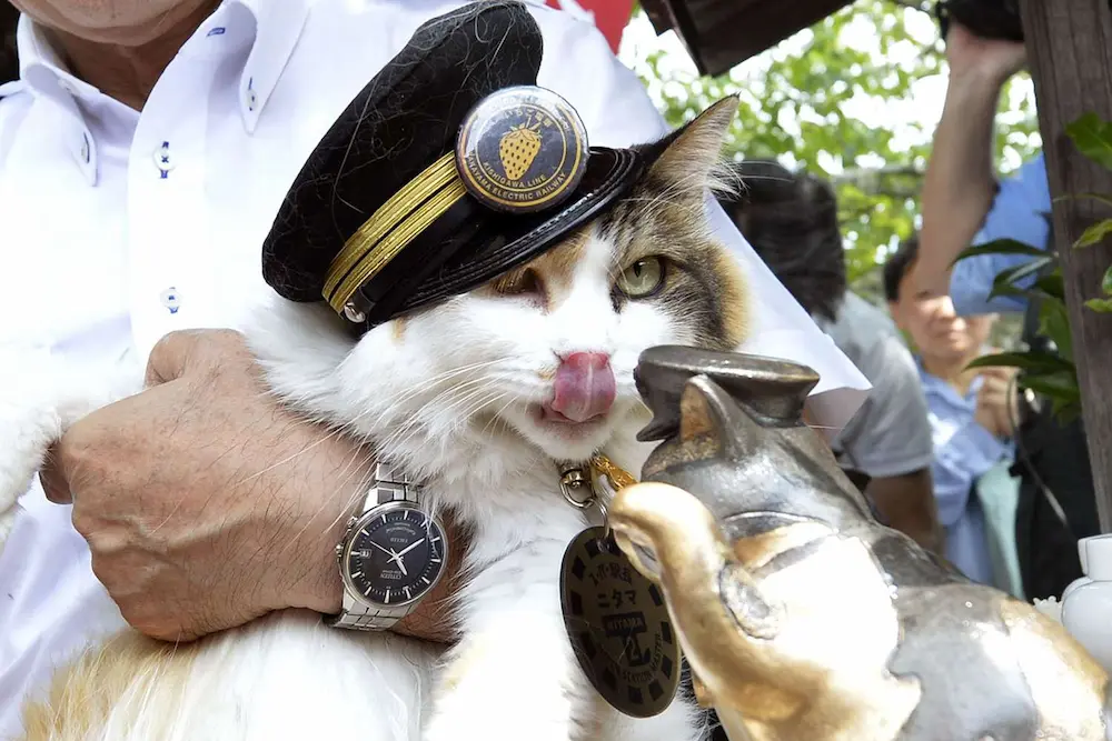 The cat that worked as a station master has died..where is it?