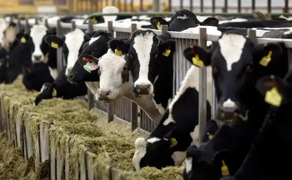 Loans with 80 percent subsidy