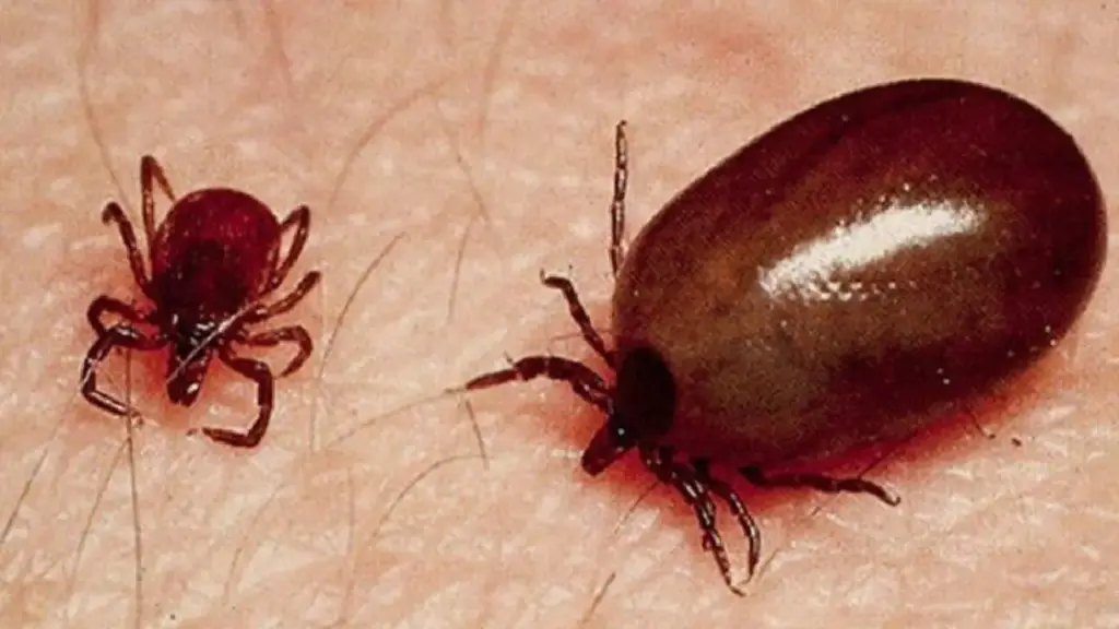 Latest news: Scrub typhus: విస్తరిస్తున్న స్క్రబ్‌ టైఫస్ బెల్స్‌తో టెన్షన్‌