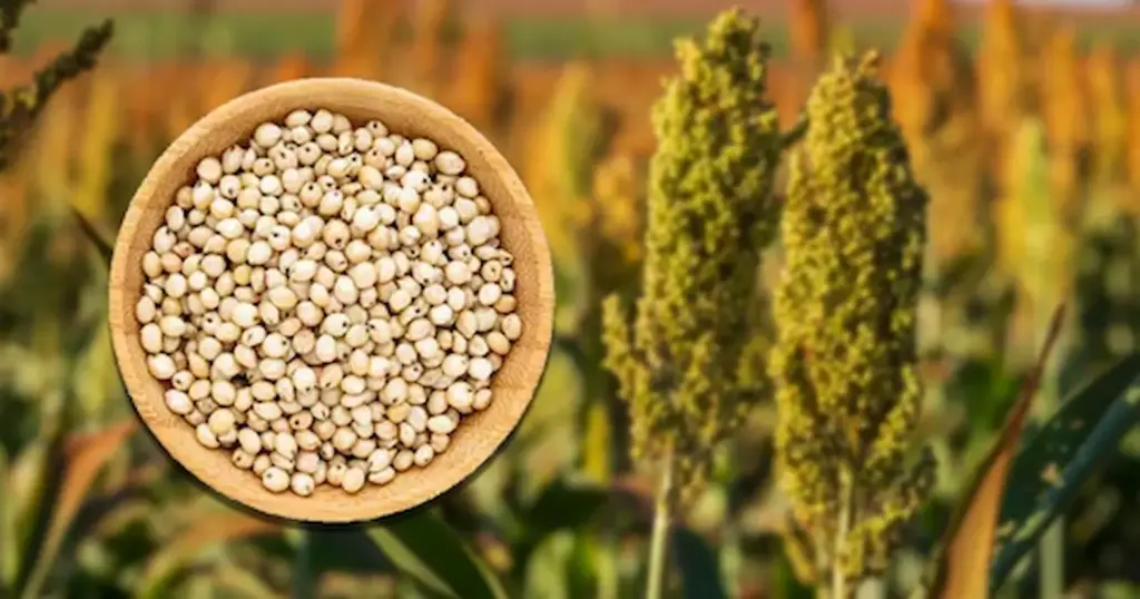 Latest News: AP: రాష్టంలోని, రేషన్‌లో మళ్లీ రాగులు, జొన్నలు