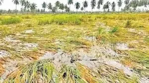 కల్తీ విత్తనాలతో నష్టపోయిన రైతులకు పరిహారం చెల్లించాలి