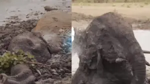 బురద కుంటలో నుంచి ఏనుగును పైకి లాగిన అటవీశాఖ.. వైద్యశాలకు తరలింపు