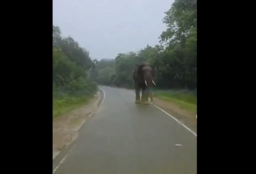 అంబులెన్సు పైకి దూసుకొచ్చిన ఏనుగు