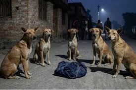 రాత్రంతా వీధికుక్కల రక్షణలో పసికందు