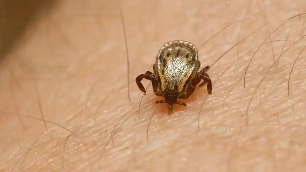 Telugu news: Scrub typhus: జుళిపిస్తున్న “స్క్రబ్‌ టైఫస్‌”..ఐదుకి చేరిన మృతుల సంఖ్య