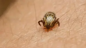 జుళిపిస్తున్న “స్క్రబ్‌ టైఫస్‌”..ఐదుకి చేరిన మృతుల సంఖ్య