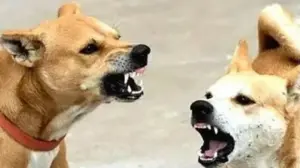 తెలుగు రాష్ట్రాల్లో వీధికుక్కల ఉన్మాదం పెరుగుతోంది