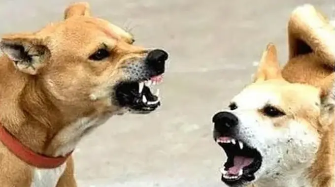 Street Dogs: తెలుగు రాష్ట్రాల్లో వీధికుక్కల ఉన్మాదం పెరుగుతోంది