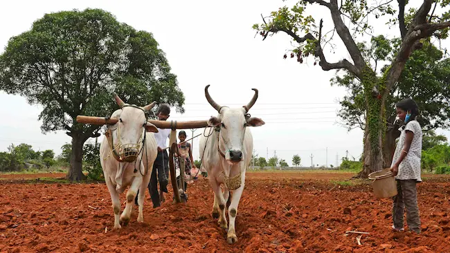 Latest Telugu News : Farmers : కర్షకుల కష్టాలు తీరేదెప్పుడు?