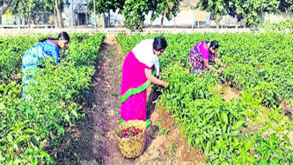 రైతులతో కలిసి పొలంలో పనిచేసిన ఎమ్మెల్యే