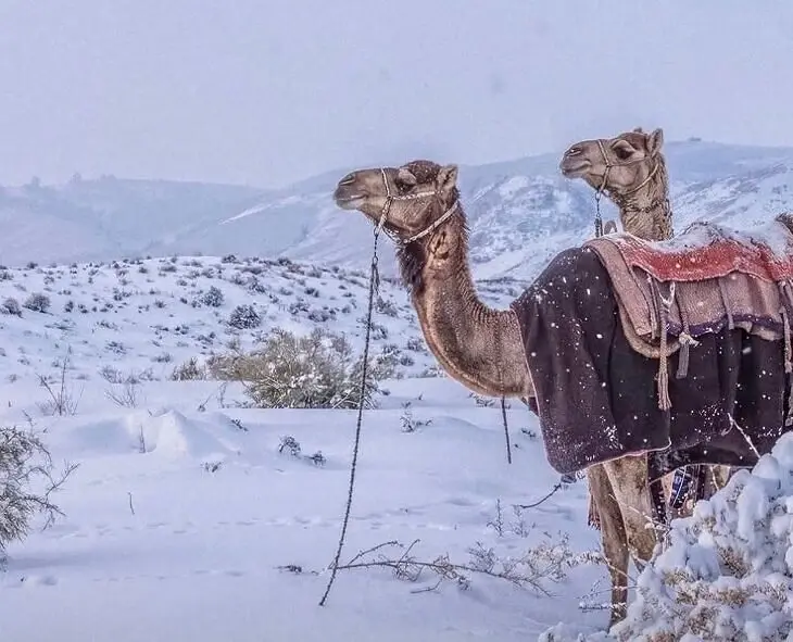 Snow in Saudi: ఇది ప్రకృతి వింత కాదు.. భూమి ఇస్తున్న హెచ్చరిక!
