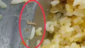 పురుగుల అన్నంతో విద్యార్థుల నిరసన