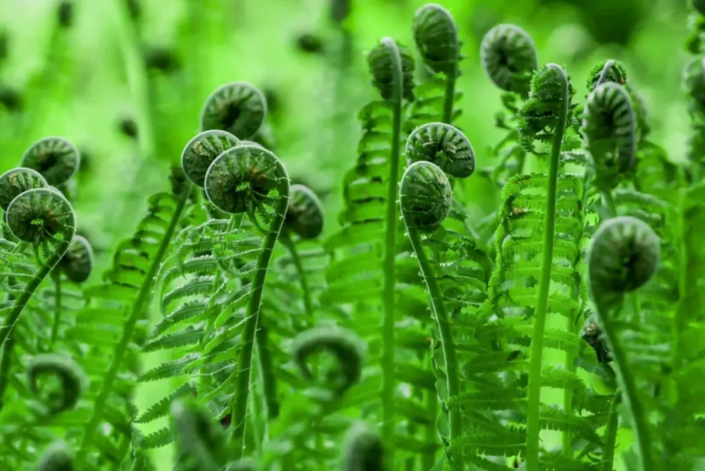 Fiddlehead Fern