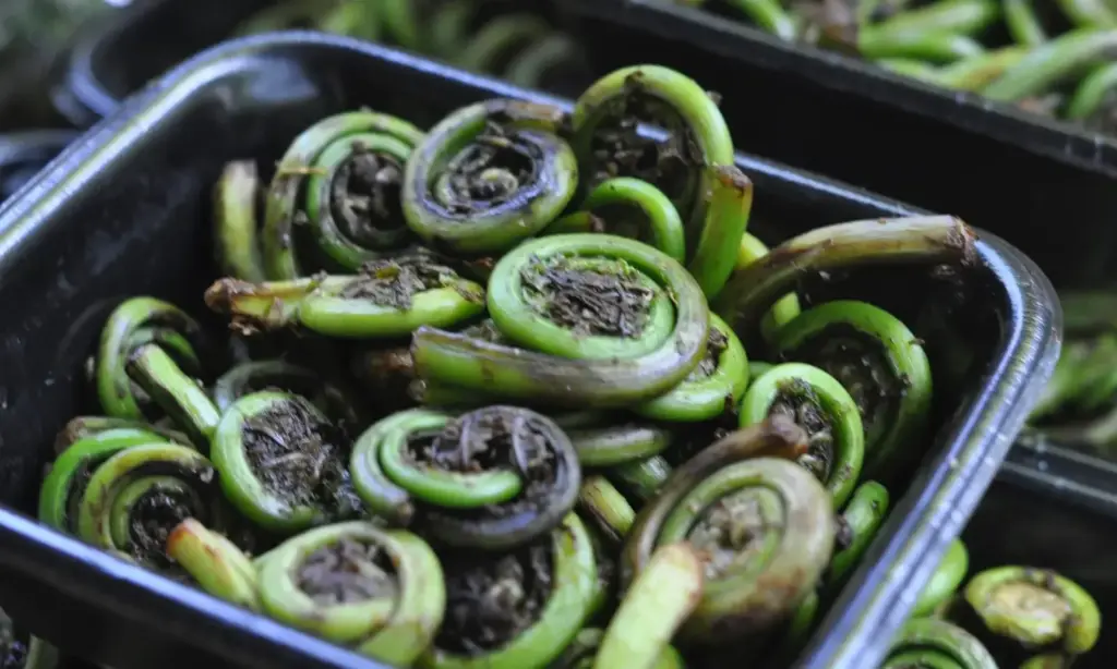 Fiddlehead Fern: లింగుడ కూరగాయ.. ఆరోగ్యానికి పవర్‌ఫుల్ బూస్టర్