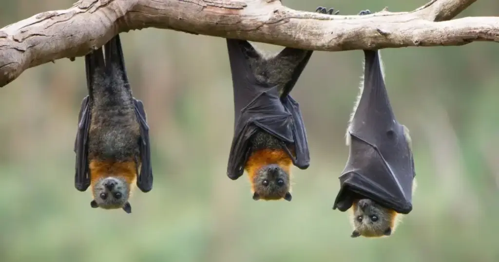 Bat facts: గబ్బిలాలు నేల మీద ఎందుకు ఉండవో తెలుసా!