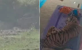 వ్యక్తిపై దాడి చేసి.. మంచంపై రెస్ట్‌ తీసుకొన్న పులి