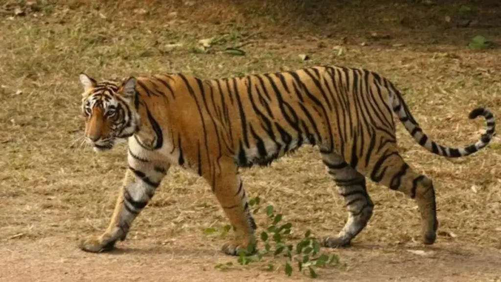 Bandhavgarh Tiger Reserve