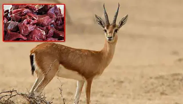  Attapur Deer Meat Sale