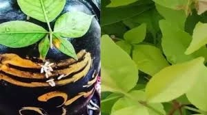 ఒకే బిల్వ పత్రంతో ఎన్నిసార్లైన పూజ చేయవచ్చా?