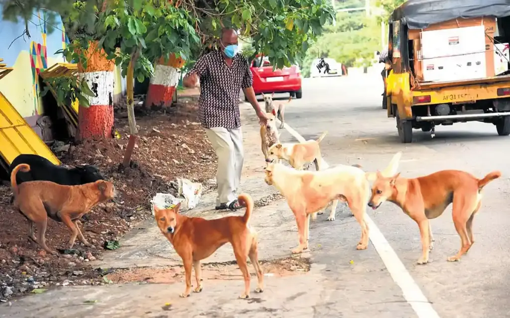 Latest News: Street Dogs: వాహనాలకు అడ్డొస్తున కుక్కలతో ప్రమాదం