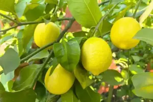 భారీగా పడిపోయిన నిమ్మకాయ ధరలు