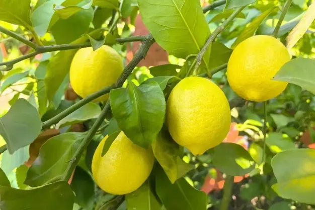 Latest News: AP: భారీగా పడిపోయిన నిమ్మకాయ ధరలు