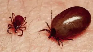 భయపెడుతున్న స్క్రబ్ టైఫస్..8కి చేరిన మృతుల సంఖ్య