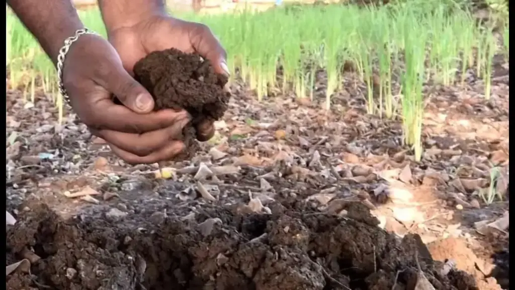 TG: భూమిలో ఫెస్టిసైడ్స్ ను తొలగించే కొత్త టెక్నాలజీ