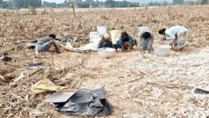 గజరాజులతో జనం బెంబేలు.. భారీగా పంటల నష్టం