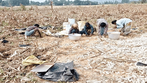 Vizianagaram District: గజరాజులతో జనం బెంబేలు.. భారీగా పంటల నష్టం