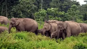 మన్యం జిల్లాలో ఏనుగుల బీభత్సం