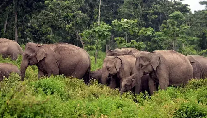 AP: మన్యం జిల్లాలో ఏనుగుల బీభత్సం