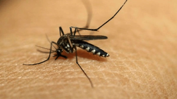 GHMC: బాబోయ్… ముసాపేటలో దోమల విజృంభణ!