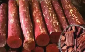 అటవీ శాఖలో ఇంటి దొంగలపై ఉక్కుపాదం