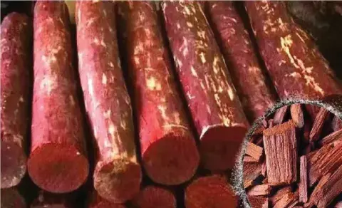 AP: అటవీ శాఖలో ఇంటి దొంగలపై ఉక్కుపాదం