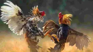 రూ.1.53 కోట్లతో భారీ కోడిపందెం?