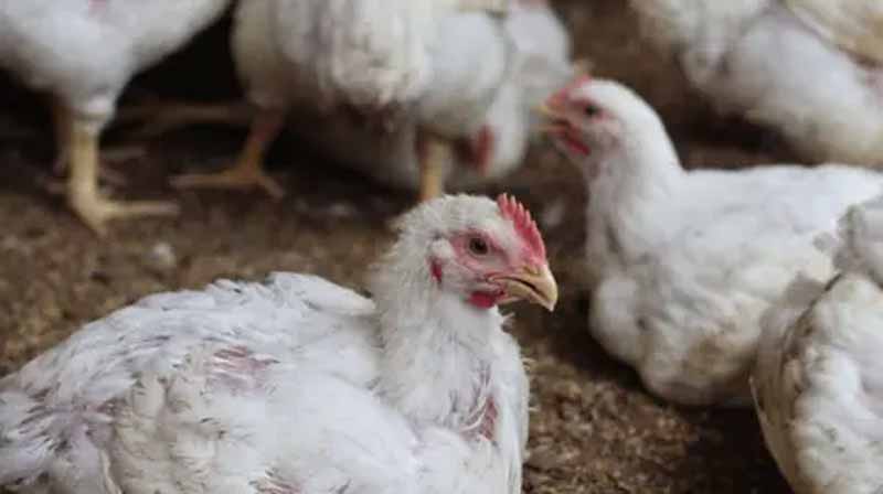 Bird Flu Outbreak in India : మళ్లీ బర్డ్ ఫ్లూ కలకలం