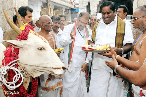 TTD: తిరుమలలో గోపూజ మహోత్సవం.. ఒక్క రోజే అవకాశం..!