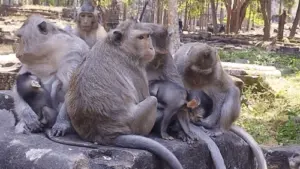 కోతులపై గుర్తు తెలియని వ్యక్తులు విషప్రయోగం