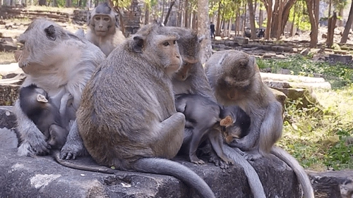 Kamareddy: కోతులపై గుర్తు తెలియని వ్యక్తులు విషప్రయోగం