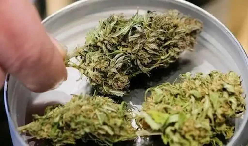 Tirupati: Police arrested two people for selling marijuana