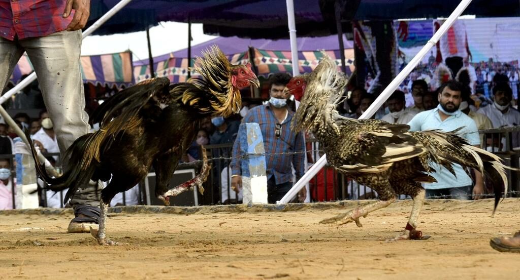Sankranthi cockfight : కోడిపందెం వేసి కోటీశ్వరుడు! సంక్రాంతికి ఇదే టాప్ షాక్!