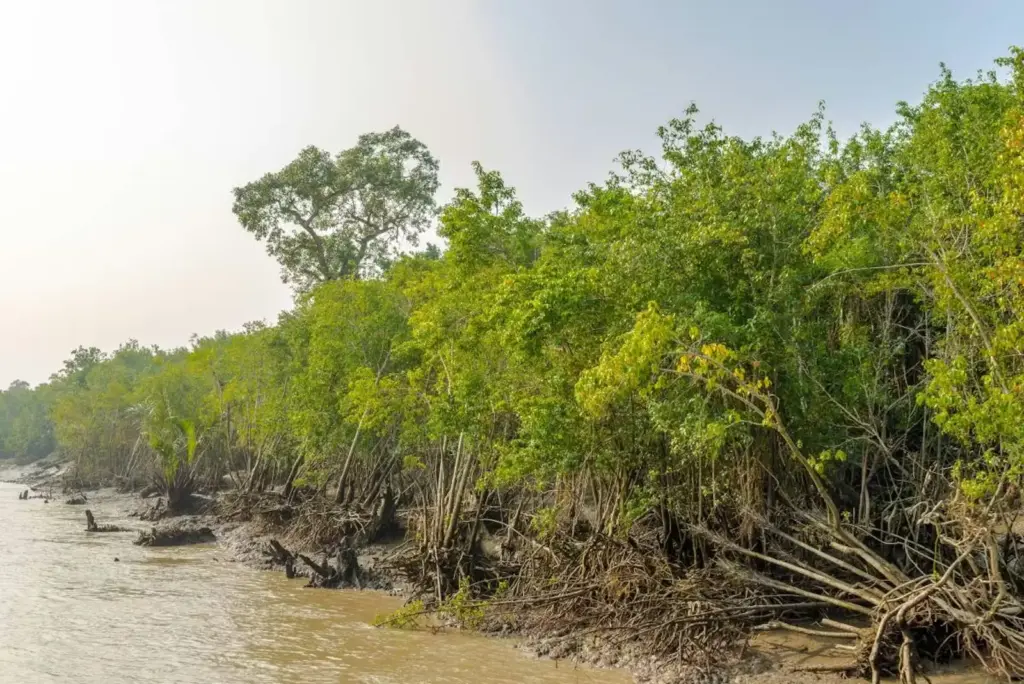AP: మడ అడవుల పరిరక్షణకు పటిష్ట చర్యలు