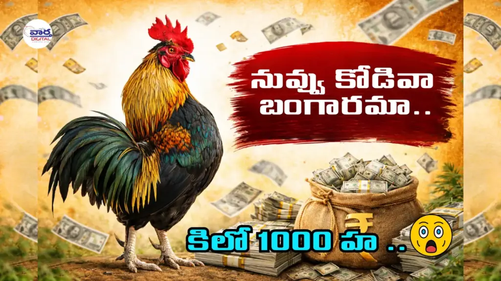 Natu Kodi: భారీగా పెరిగిన నాటు కోడి ధర.. కిలో రూ. 1000కి పైమాటే!