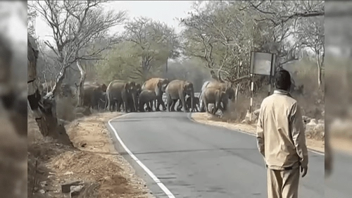 People are terrified by the elephants