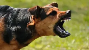 పెంపుడు కుక్క ను కొట్టి చంపిన గ్రామ‌స్తులు